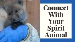How To Connect With Your Spirit Animal