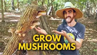 How to Set Up the Perfect Mushroom Growing Spot