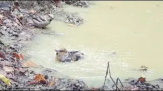 Hawfinches love a good bath, the Great Tit is less sure