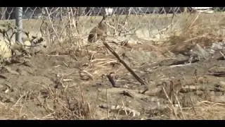Hatsan BT65 .30 cal Carnivore