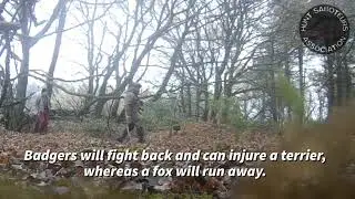 BARLOW HUNT TERRIERMEN FILMED BLOCKING ACTIVE BADGER SETT
