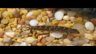 Signs of the Zodiac, the Zodiac Loach #shorts (2021)