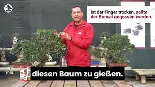 Mistral Bonsai - Grundpflege f&uuml;r den Freilandbonsai