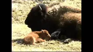 Newborn Bison Calves & Sandhill Cranes | Signs of Spring in Yellowstone