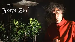 Ma for&ecirc;t d'h&eacute;v&eacute;as et un nouveau projet, The Bonsai Zone, d&eacute;cembre 2020