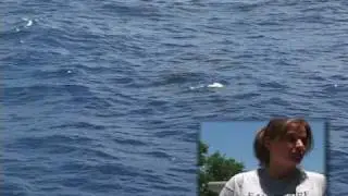 Marine Biology Students Describe Field Experiences - Gulf of Mexico