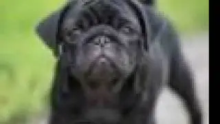 pug power