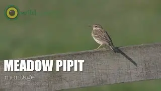 Meadow Pipit - Anthus pratensis - Montage