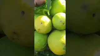 organic lemon 🍋💛