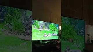 Karl-Johan The Cat Hunting Birds On TV