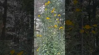 #beefriendly #garden #helianthus #garden #perennialflowers #yellowflowers #fallflowers #gardenvlog