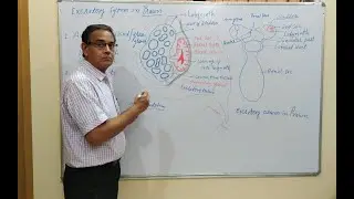 Excretory System in Palaemon (Prawn)