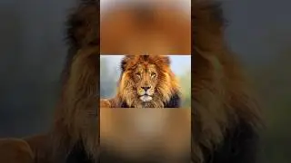Dreaming of Lions? Here&rsquo;s What It Means