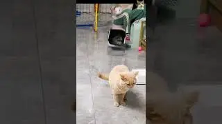 Birdie Fun Turns into Orange Cat Trolling! 🐦😹 #shortsvideo #shorts #shortsfeed