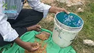 ZYMO Biogrow applied for Paddy Seedling 🌱