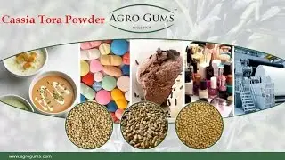 Cassia Tora Powder Manufacturer & Exporter @ www.agrogums.com