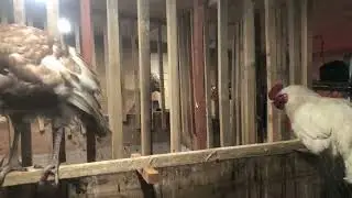 First time having piglets but I want to do natural farrowing.  NO crates.  No cruelty.