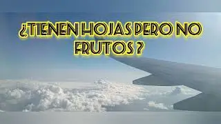 Tienen hojas pero no frutos 