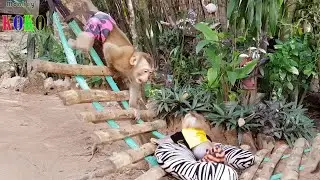 Brother Monkey Koko Very Happy To Playing On Hammock With Tiny Yoko