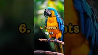 Top 10 Smartest Animals in the World with IQ #top10 #animals