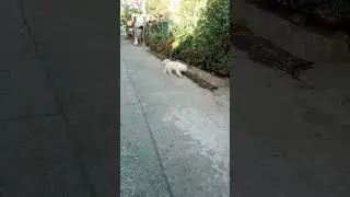 gala muna libre daw..                       #myday#walking#subscribe          #nongroymixvlog