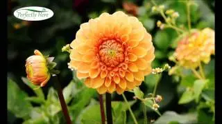 Appreciative Joy   20 Minutes   Dr  Manijeh Motaghy