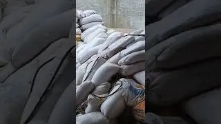 maize vehicle accident, unloading disturb, #unloading #maize #corn #vehicle #vehicles #shorts