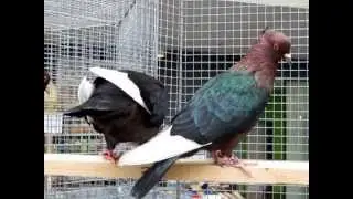 Gimpeltauben Kupfergimpel, Archangel Pigeon, National Pigeon Show 2014