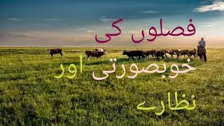 #Beautiful seen of crops #farming #viralvideo #villagelife #agriculture 