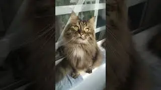 How Do The Cats Ask For Going Outside? MARS And JUPITER Explain