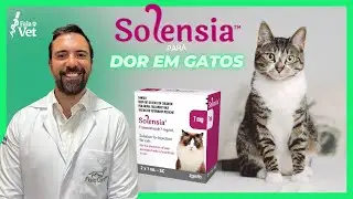 Solensia para dor em gatos associado &agrave; fisioterapia