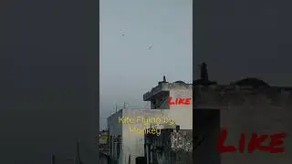 Kite flying by Monkey ll बंदर ने पतंग उड़ाई