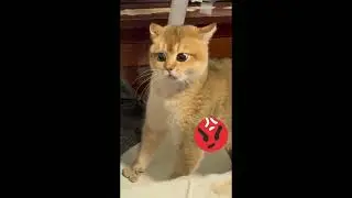 Melhores momentos da semana memepet.