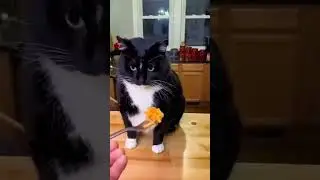 Funny CAT Moments 😂😂 episode 7997 #funnycats #cats #funnyanimals #petsofinstagram