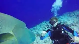 Kissed by Napoleon Wrasse at Blue Corner, Palau