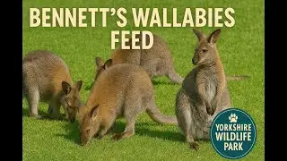 Bennett&rsquo;s Wallabies Feed &ndash; Yorkshire Wildlife Park | Review