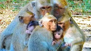 Monkey & Primates I Poor Small Group Monkey I So Lovely Baby Monkey, New Version Monkey