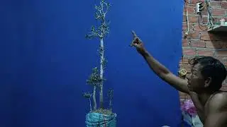 (Đx))M683 gl c&acirc;y qu&yacute;t rừng,500k LH 0707713796 Khương bonsai 