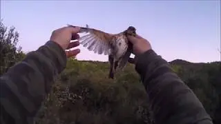 chasse a la grives migration octobre 2019 partie 3