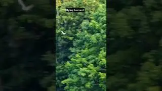 flying buzzard #shortsvideo #m&auml;usebussard #bussard #birds #birdsounds #buzzard #fz2000