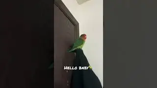 #lovebirds #birds #bmo #cute Hello baby BMO🦜