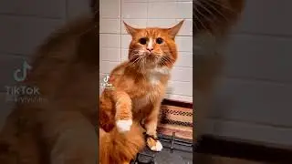 КОТ РРРР