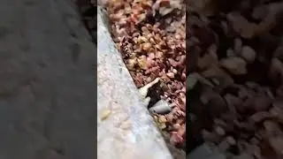 The rainy season is approaching. How the ant stores food..amazing ...😳