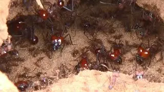 FORMIGA SA&Uacute;VA (ATTA spp), ATTA LEAF-CUTTING ANTS, Atividades no formigueiro depois da tempestade,