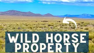 Wild Horses On Iconic 5 Acre Colorado Property!