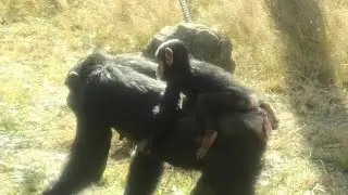 Aunt Berry is my second mother! by baby Shijimi 　ベリーおばちゃんは二人めおかあしゃん！赤ちゃんシジミ　Chimpanzee  多摩動物公園