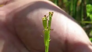 My Norfolk Orchid Hunt (Part 12) Fen Orchid