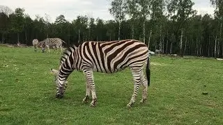 Monde Sauvage Drive Through Safari Park - Deigne, Belgium
