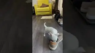 Пойду, пойду пописяю #chivava#littledogs#lovelypets