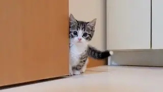 Looking back at kitten Coco exploring all the way down to the sink